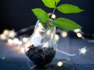 Green plant in glass 5740098